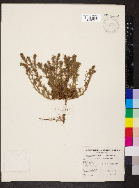 Sclerolaena patenticuspis image