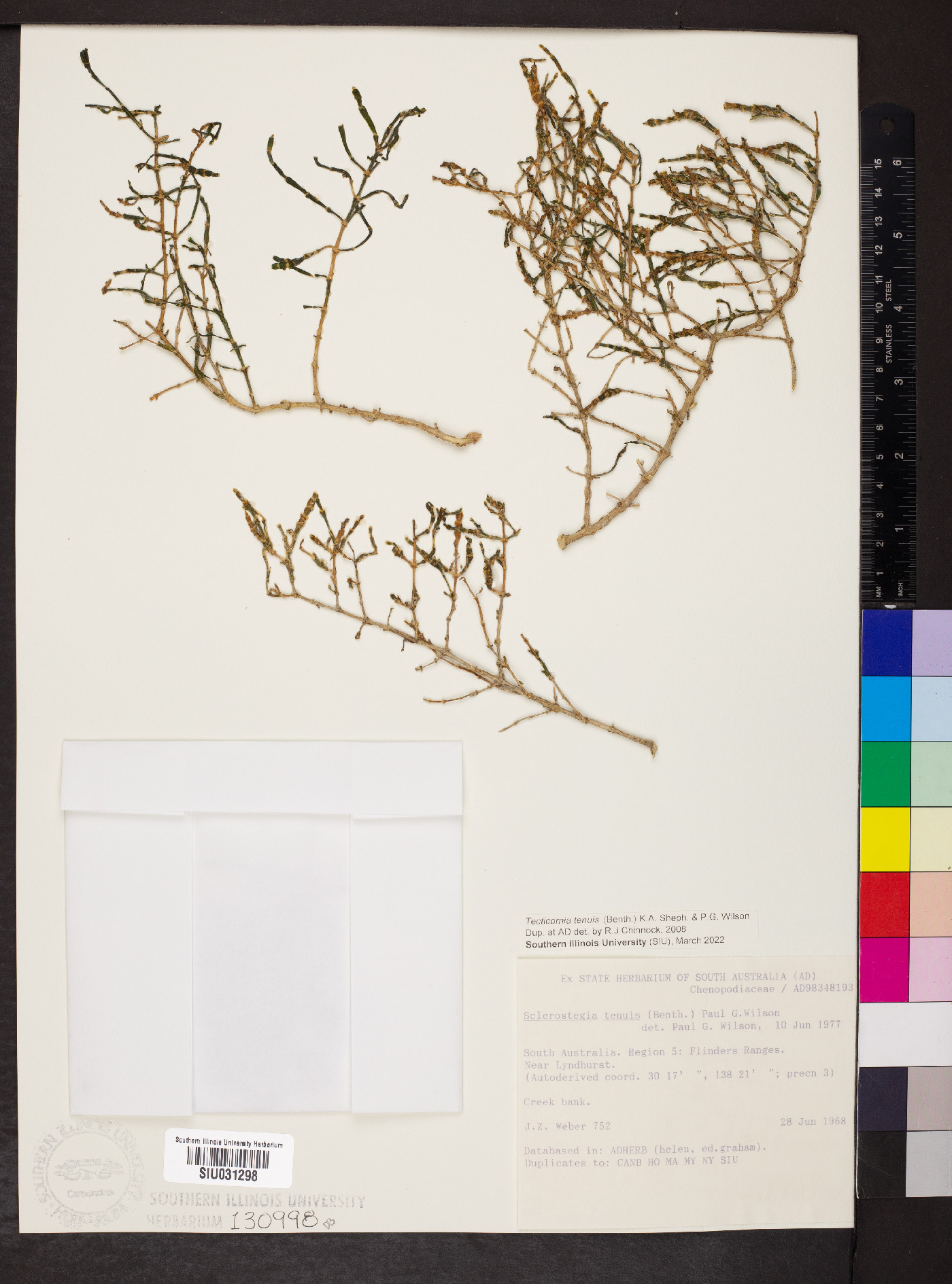 Tecticornia tenuis image