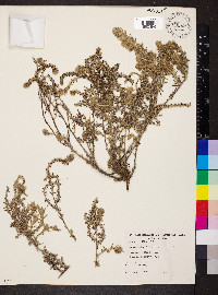 Sclerolaena uniflora image
