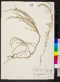 Suaeda calceoliformis image