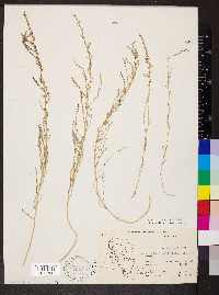 Suaeda calceoliformis image