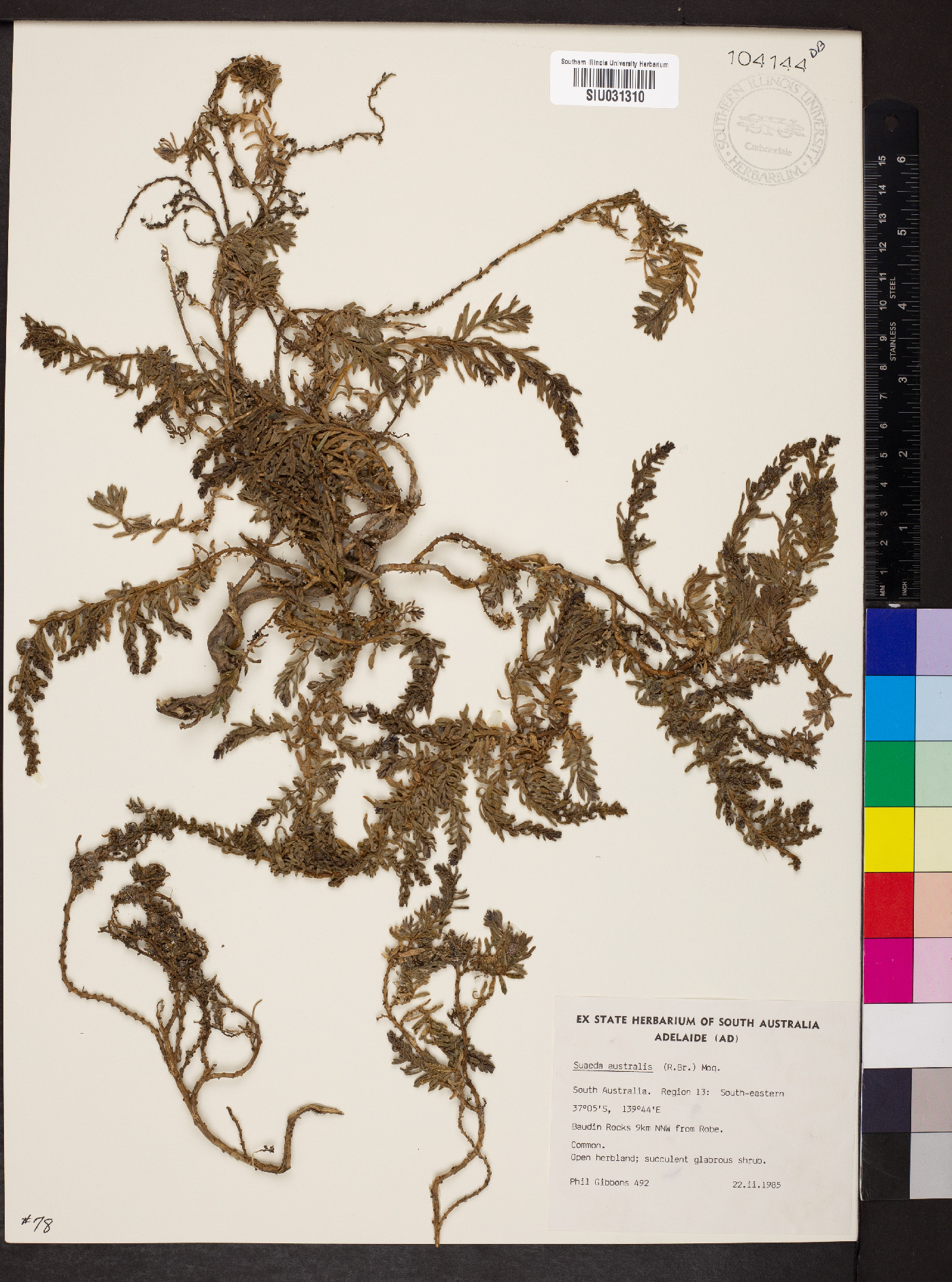 Suaeda australis image