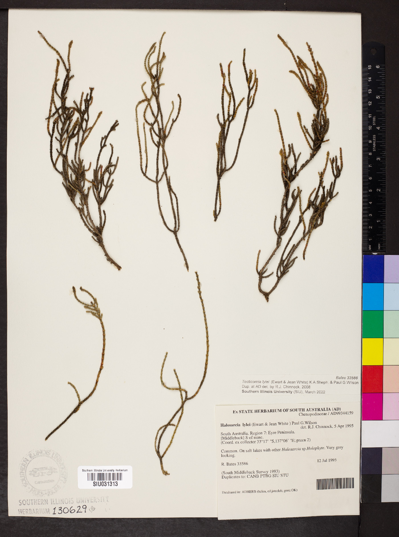 Tecticornia lylei image