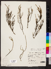 Tecticornia lylei image