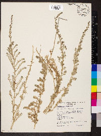 Threlkeldia diffusa image