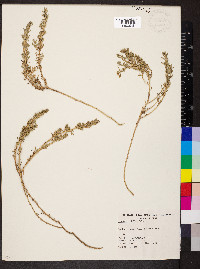 Threlkeldia diffusa image