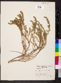 Threlkeldia diffusa image