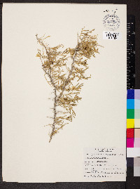 Sarcobatus vermiculatus image
