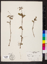 Boerhavia erecta image