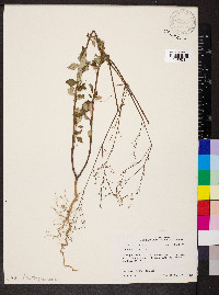 Boerhavia erecta image