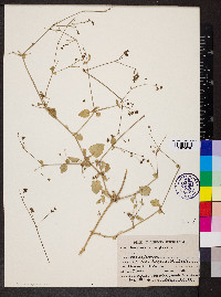 Boerhavia diffusa image