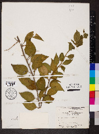 Bougainvillea glabra image