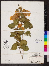 Bougainvillea glabra image