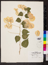 Bougainvillea glabra image