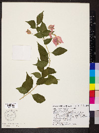 Bougainvillea glabra image