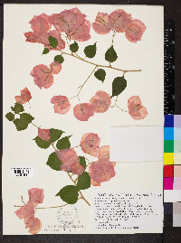 Bougainvillea spectabilis image