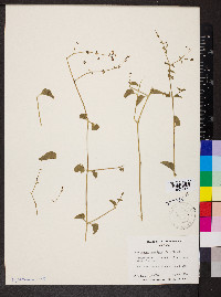 Commicarpus scandens image