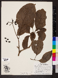 Guapira standleyana image