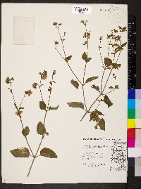 Mirabilis nyctaginea image