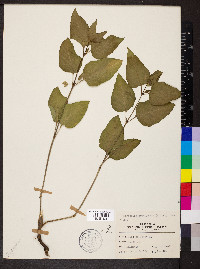 Mirabilis nyctaginea image