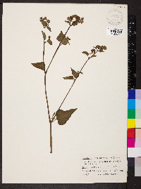 Mirabilis nyctaginea image