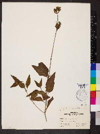 Mirabilis nyctaginea image