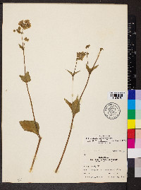 Mirabilis nyctaginea image