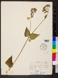 Mirabilis nyctaginea image