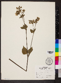 Mirabilis nyctaginea image