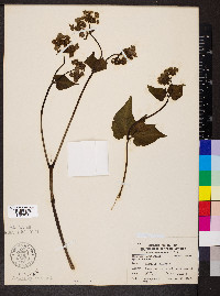 Mirabilis nyctaginea image