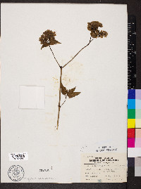 Mirabilis nyctaginea image