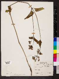 Mirabilis nyctaginea image