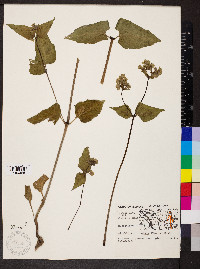Mirabilis nyctaginea image