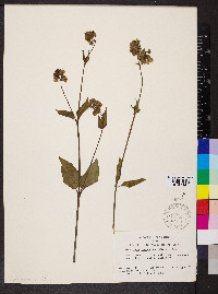 Mirabilis nyctaginea image