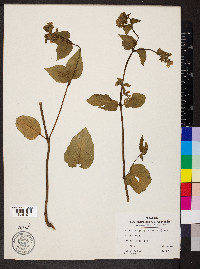 Mirabilis nyctaginea image