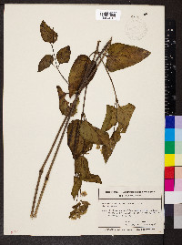 Mirabilis nyctaginea image