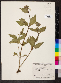 Mirabilis nyctaginea image