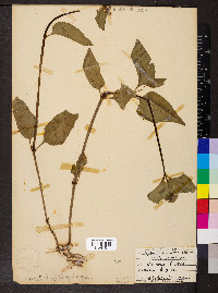 Mirabilis nyctaginea image