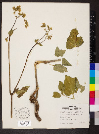 Mirabilis nyctaginea image