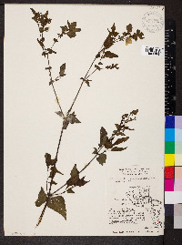 Mirabilis nyctaginea image