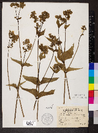 Mirabilis nyctaginea image