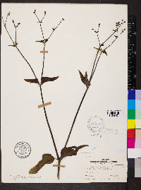 Mirabilis nyctaginea image