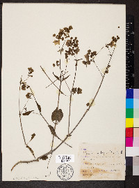 Mirabilis nyctaginea image