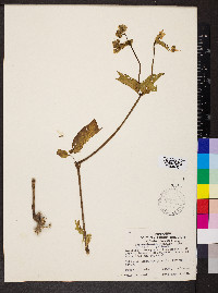 Mirabilis nyctaginea image