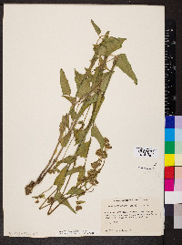 Mirabilis albida image