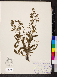 Mirabilis albida image