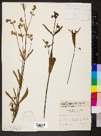 Mirabilis albida image