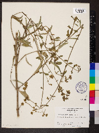 Mirabilis albida image