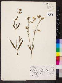 Mirabilis linearis image