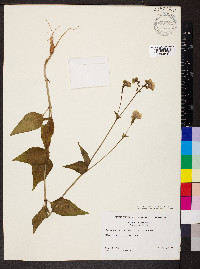 Mirabilis nyctaginea image